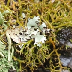 Cladia muelleri at Yass River, NSW - 4 Jul 2023 by SenexRugosus