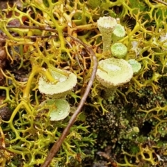 Cladonia sp. (genus) (Cup Lichen) at Rugosa - 4 Jul 2023 by SenexRugosus