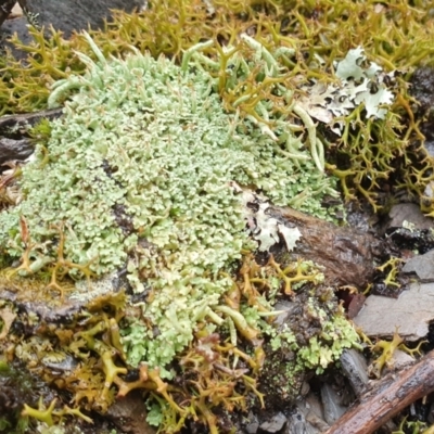 Marchantia sp. (genus) at Yass River, NSW - 4 Jul 2023 by SenexRugosus