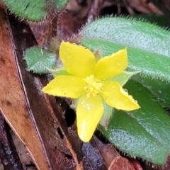 Hibbertia dentata (Twining Guinea Flower) at Bongil Bongil National Park - 4 Jul 2023 by trevorpreston