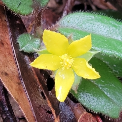 Hibbertia dentata (Twining Guinea Flower) at Bongil Bongil National Park - 4 Jul 2023 by trevorpreston