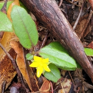 Hibbertia dentata at Bundagen, NSW - 4 Jul 2023