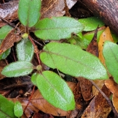 Hibbertia dentata at Bundagen, NSW - 4 Jul 2023