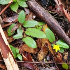 Hibbertia dentata at Bundagen, NSW - 4 Jul 2023