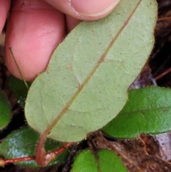 Hibbertia dentata at Bundagen, NSW - 4 Jul 2023