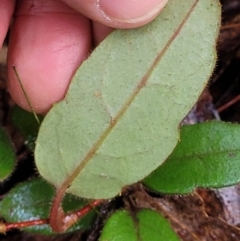 Hibbertia dentata at Bundagen, NSW - 4 Jul 2023 02:58 PM
