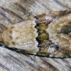 Maliattha amorpha (An Erebid moth) at Sheldon, QLD - 1 Apr 2011 by PJH123