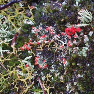 Cladonia sp. (genus) (Cup Lichen) at Yass River, NSW - 4 Jul 2023 by SenexRugosus