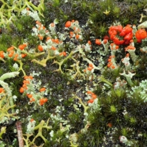 Cladonia sp. (genus) at Yass River, NSW - 4 Jul 2023