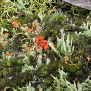 Cladonia sp. (genus) at Yass River, NSW - 4 Jul 2023