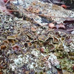 Flavoparmelia rutidota at Yass River, NSW - 4 Jul 2023 by SenexRugosus