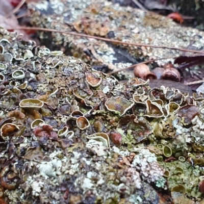 Flavoparmelia rutidota at Yass River, NSW - 4 Jul 2023 by SenexRugosus