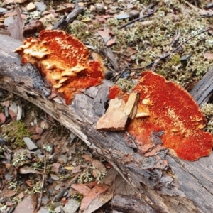 Trametes coccinea at Yass River, NSW - 4 Jul 2023 11:01 AM