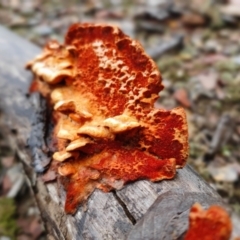 Trametes coccinea at Yass River, NSW - 4 Jul 2023