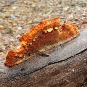 Trametes coccinea at Yass River, NSW - 4 Jul 2023