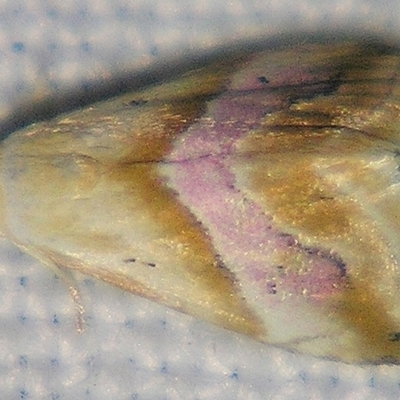 Eublemma roseana (An Eribid moth) at Sheldon, QLD - 1 Apr 2011 by PJH123