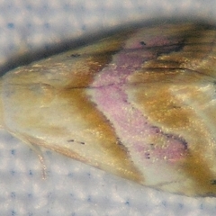 Eublemma roseana (An Eribid moth) at Sheldon, QLD - 1 Apr 2011 by PJH123
