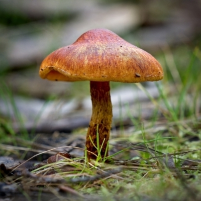 zz agaric (stem; gill colour unknown) at Piney Ridge - 27 Jun 2023 by Kenp12