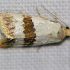 Maliattha ritsemae (A Noctuid moth (Acontiina subfamily0) at Sheldon, QLD - 1 Apr 2011 by PJH123