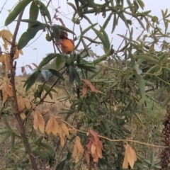 Passiflora caerulea at Fadden, ACT - 4 Jul 2023