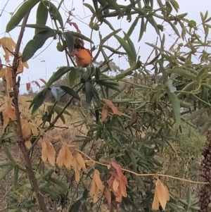 Passiflora caerulea at Fadden, ACT - 4 Jul 2023