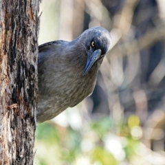 Strepera versicolor (Grey Currawong) at Piney Ridge - 17 Jun 2023 by Kenp12