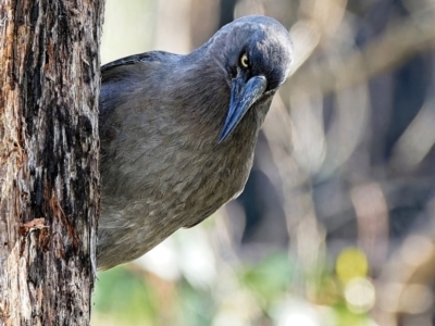 Strepera versicolor (Grey Currawong) at Block 402 - 17 Jun 2023 by Kenp12