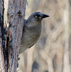 Strepera versicolor at Block 402 - 17 Jun 2023