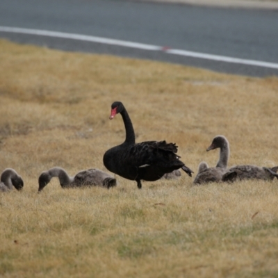 Cygnus atratus (Black Swan) at Gordon, ACT - 4 Jul 2023 by RodDeb