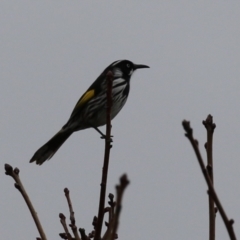 Phylidonyris novaehollandiae (New Holland Honeyeater) at Gordon, ACT - 4 Jul 2023 by RodDeb