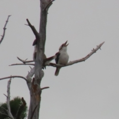 Dacelo novaeguineae (Laughing Kookaburra) at Tuggeranong Homestead - 4 Jul 2023 by RodDeb