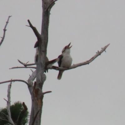 Dacelo novaeguineae (Laughing Kookaburra) at Isabella Plains, ACT - 4 Jul 2023 by RodDeb