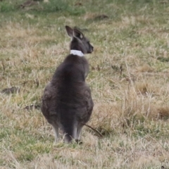 Macropus giganteus (Eastern Grey Kangaroo) at Tuggeranong Homestead A.C.T. - 4 Jul 2023 by RodDeb