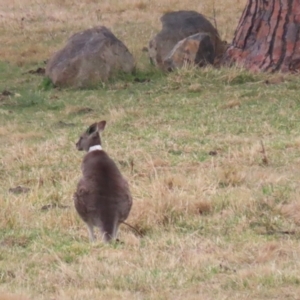 Macropus giganteus at Isabella Plains, ACT - 4 Jul 2023