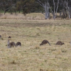 Macropus giganteus at Isabella Plains, ACT - 4 Jul 2023