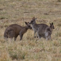 Macropus giganteus at Isabella Plains, ACT - 4 Jul 2023