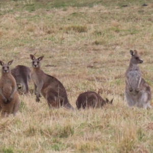 Macropus giganteus at Isabella Plains, ACT - 4 Jul 2023