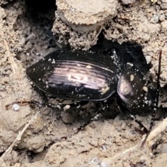 Unidentified Darkling beetle (Tenebrionidae) at Bundagen, NSW - 4 Jul 2023 by trevorpreston