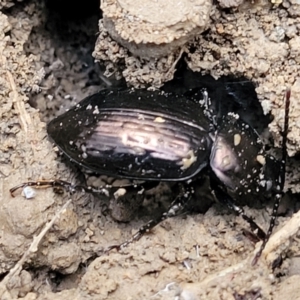 Unidentified Darkling beetle (Tenebrionidae) at suppressed by trevorpreston
