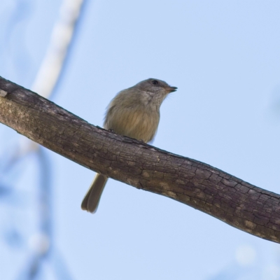 Pachycephala pectoralis (Golden Whistler) at Higgins, ACT - 2 Jul 2023 by Trevor