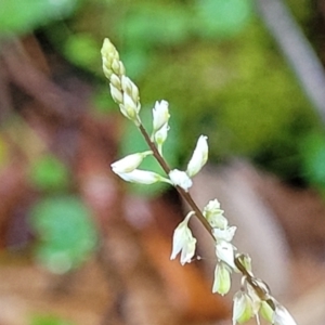 Polygala paniculata at Bundagen, NSW - 4 Jul 2023