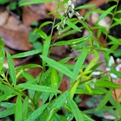 Polygala paniculata at Bundagen, NSW - 4 Jul 2023