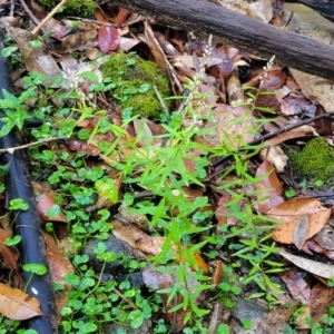 Polygala paniculata at Bundagen, NSW - 4 Jul 2023