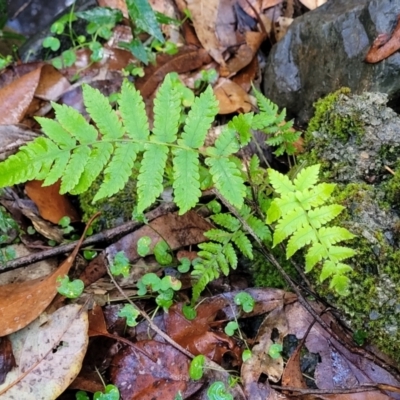 Unidentified Fern or Clubmoss at Bundagen, NSW - 4 Jul 2023 by trevorpreston