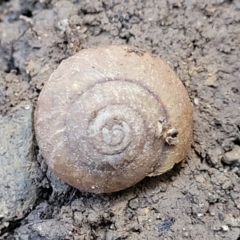 Thersites novaehollandiae (Dorrigo Rainforest Snail) at Bongil Bongil National Park - 4 Jul 2023 by trevorpreston