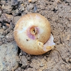 Thersites novaehollandiae at Bundagen, NSW - 4 Jul 2023 02:55 PM