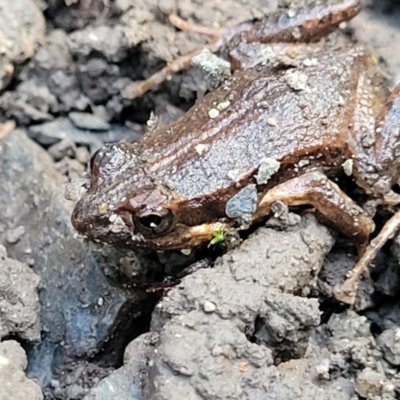 Crinia tinnula (Wallum Froglet) at Bundagen, NSW - 4 Jul 2023 by trevorpreston