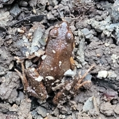 Crinia tinnula at Bundagen, NSW - 4 Jul 2023 02:54 PM