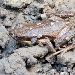 Crinia tinnula at Bundagen, NSW - 4 Jul 2023 02:54 PM