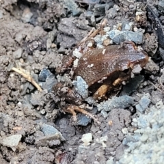 Crinia tinnula at Bundagen, NSW - 4 Jul 2023 02:54 PM